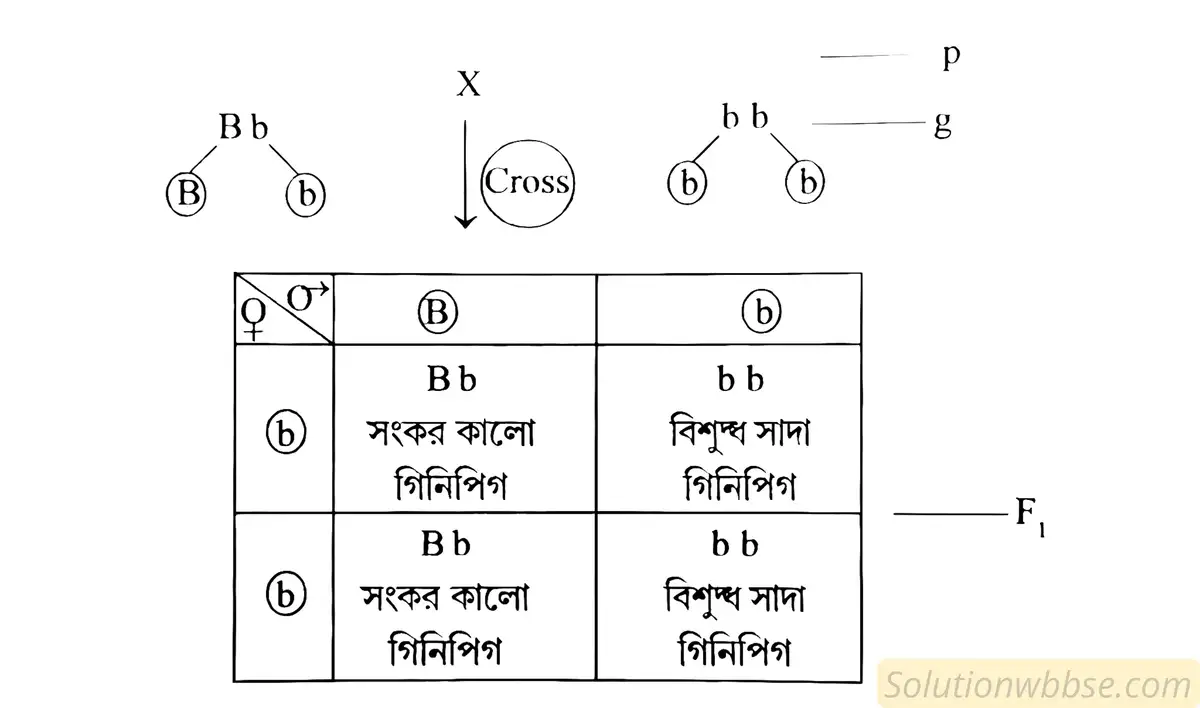 একটি সংকর কালো গিনিপিগের সাথে একটি বিশুদ্ধ সাদা গিনিপিগের মিলন ঘটালে যে যে ধরনের অপত্য গিনিপিগ উৎপন্ন হতে পারে তা একটি চেকার বোর্ডের সাহায্যে দেখাও। মেন্ডেলের পৃথকীভবনের সূত্রটি বিবৃত কর।