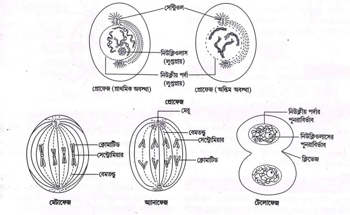 প্রাণী কোষের মাইটোসিস কোষ বিভাজনের অ্যানাফেজ দশা