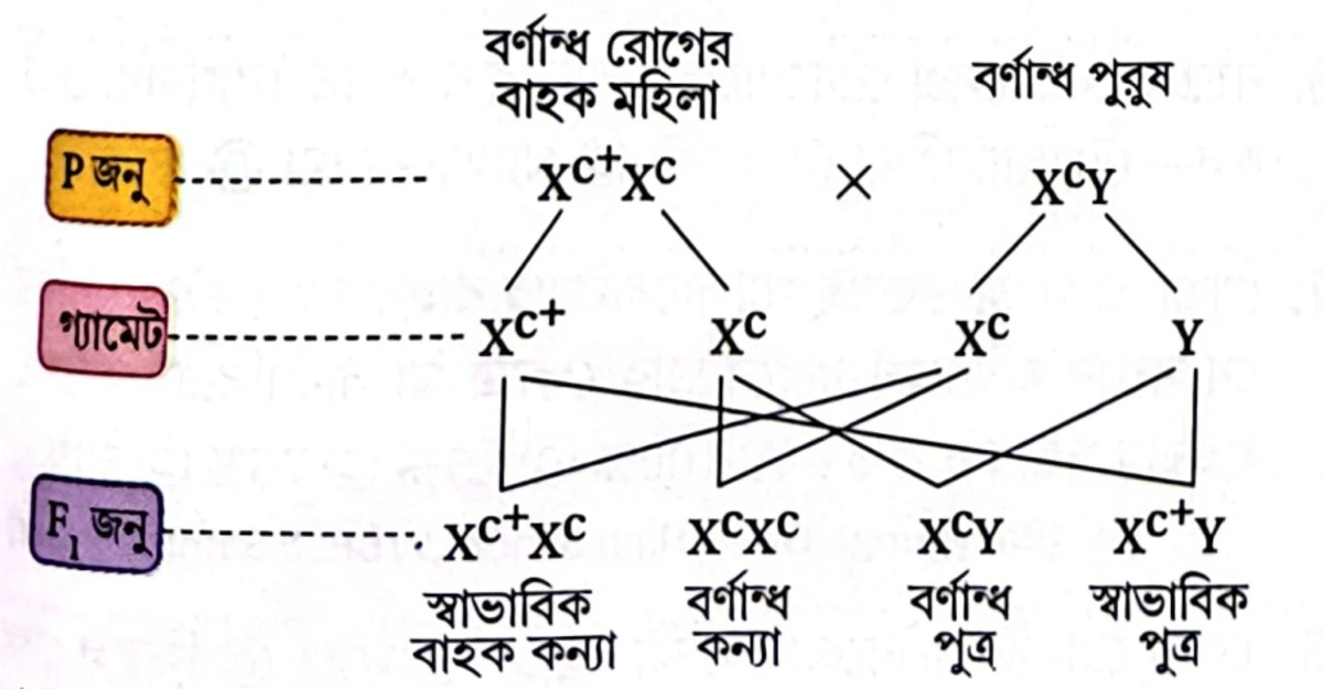 বর্ণান্ধ রোগ