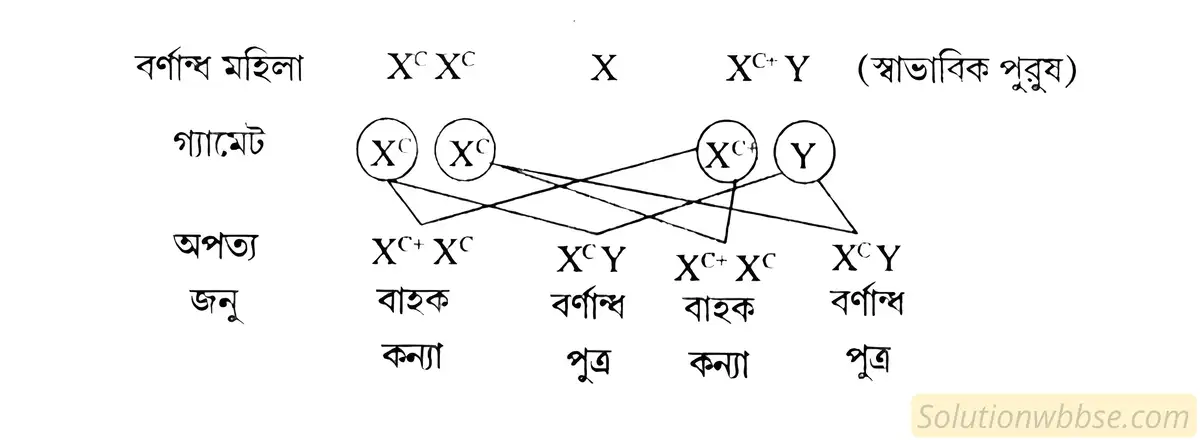 বর্ণান্ধতার কীভাবে বংশগত সঞ্চরন ঘটে তা একটি ক্রশের সাহায্যে দেখাও।