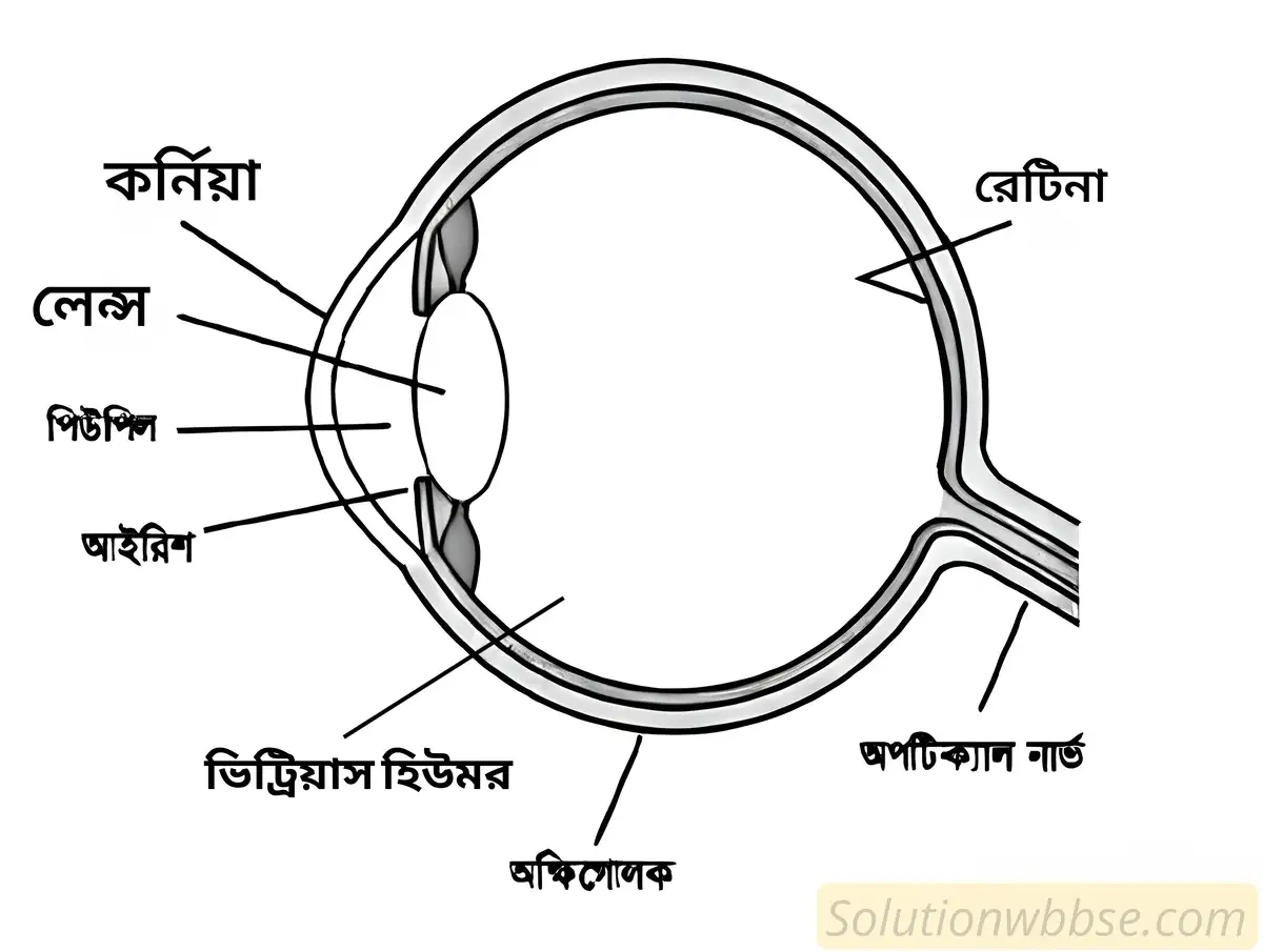 মানুষের চোখের অক্ষিগোলোকের লম্বচ্ছেদ-এর একটি পরিচ্ছন্ন চিত্র অঙ্কন করো এবং নিম্নলিখিত অংশগুলি চিহ্নত করো।