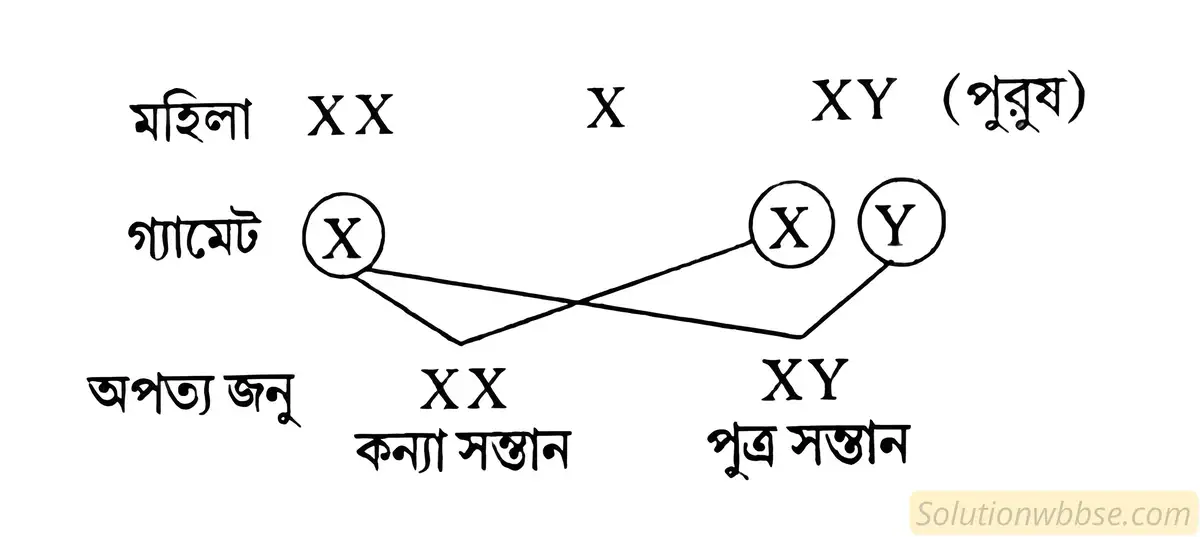 থ্যালাসেমিয়া রোগের উপসর্গগুলি উল্লেখ কর । অনেক পরিবারে কন্যা সন্তান জন্মের জন্য মাতাকে দায়ী করা হয়। এই ধারনাটি যে যথার্থ নয় তা একটি ক্রশের সাহায্যে দেখাও।