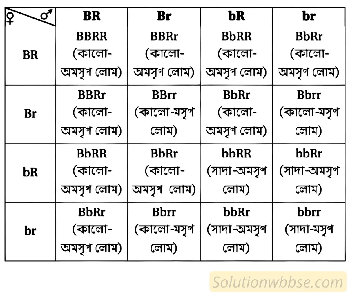 F2 জনু পর্যন্ত চেকার বোর্ড