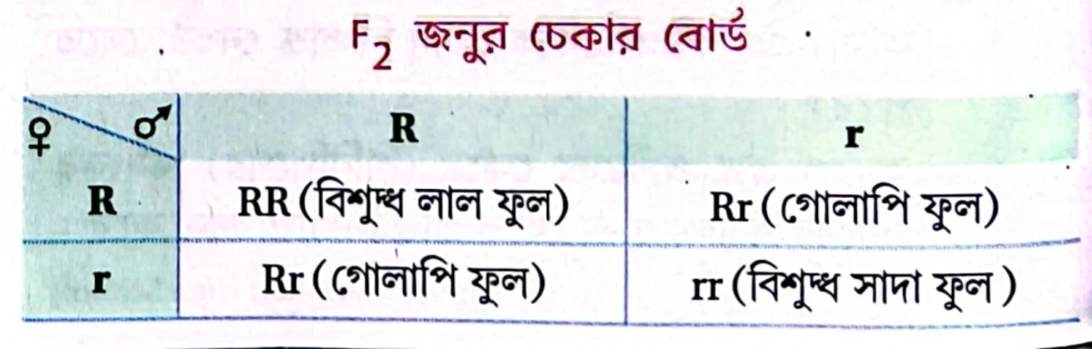 F2 জনুর চেকার বোর্ডে