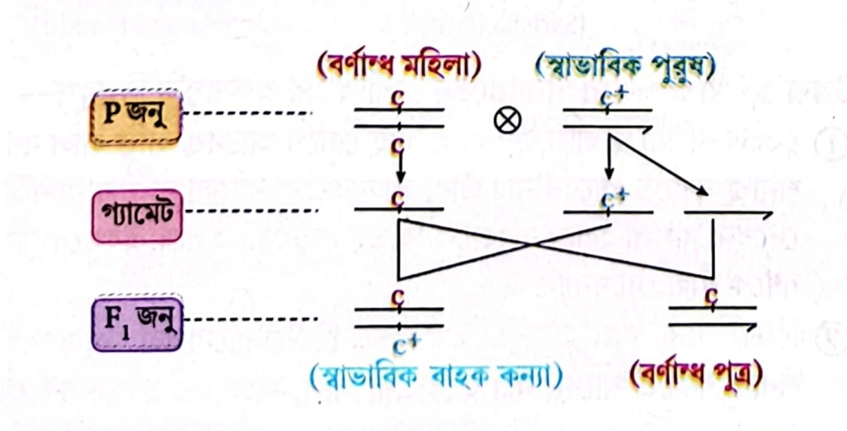 একজন বর্ণান্ধ মহিলা, একজন স্বাভাবিক পুরুষ