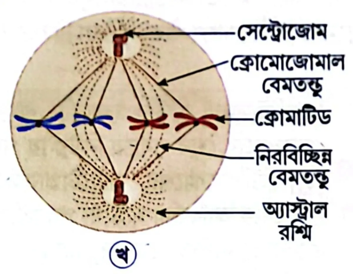 একটি প্রাণীকোষের মাইটোসিস কোষ বিভাজনের মেটাফেজ দশার পরিচ্ছন্ন চিত্র