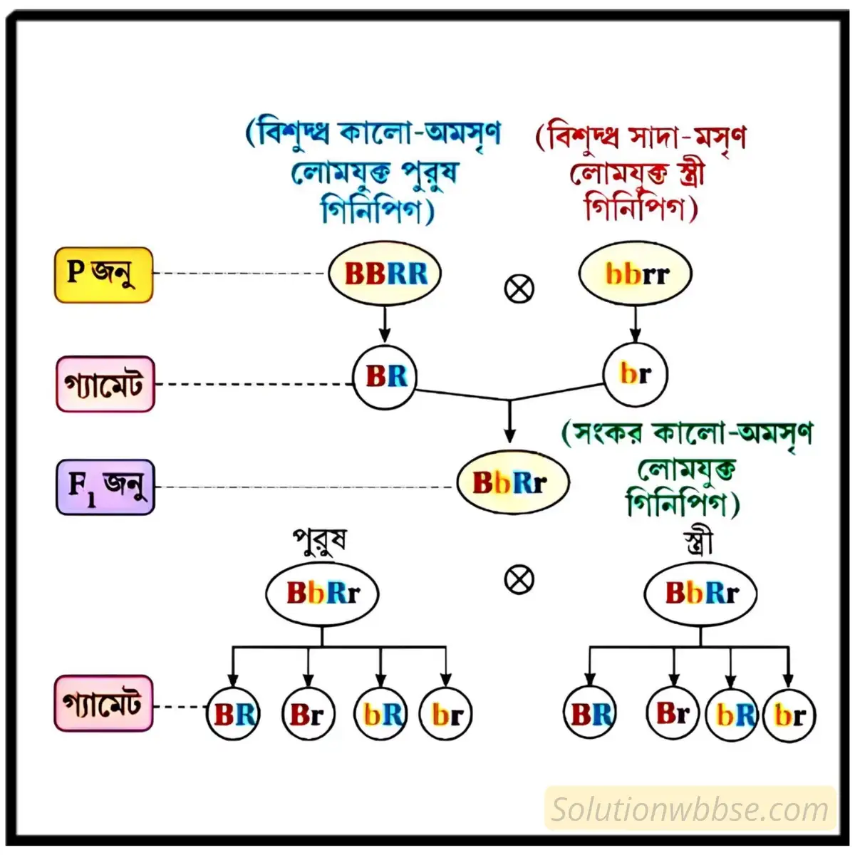 একটি বিশুদ্ধ কালো (BB) ও অমসৃণ লোমযুক্ত ( SS ) গিনিপিগের সঙ্গে একটি বিশুদ্ধ সাদা (bb) ও মসৃণ লোমযুক্ত (rr)  গিনিপিগের মধ্যে সংকরায়ন এর ফলাফল F2 জনু পর্যন্ত চেকার বোর্ডের সাহায্যে দেখাও। এই সংকরায়ন থেকে যে সিদ্ধান্তে উপনীত হওয়া যায় তা বিবৃত করো।