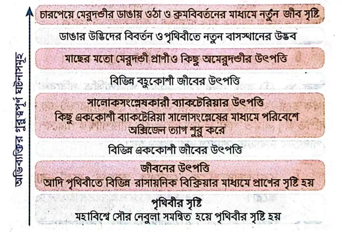 প্রাণের উৎপত্তির পরে জৈব অভিব্যক্তির মুখ্য ঘটনাবলী তীরচিহ্নের সাহায্যে ক্রমানুসারে দেখাও।