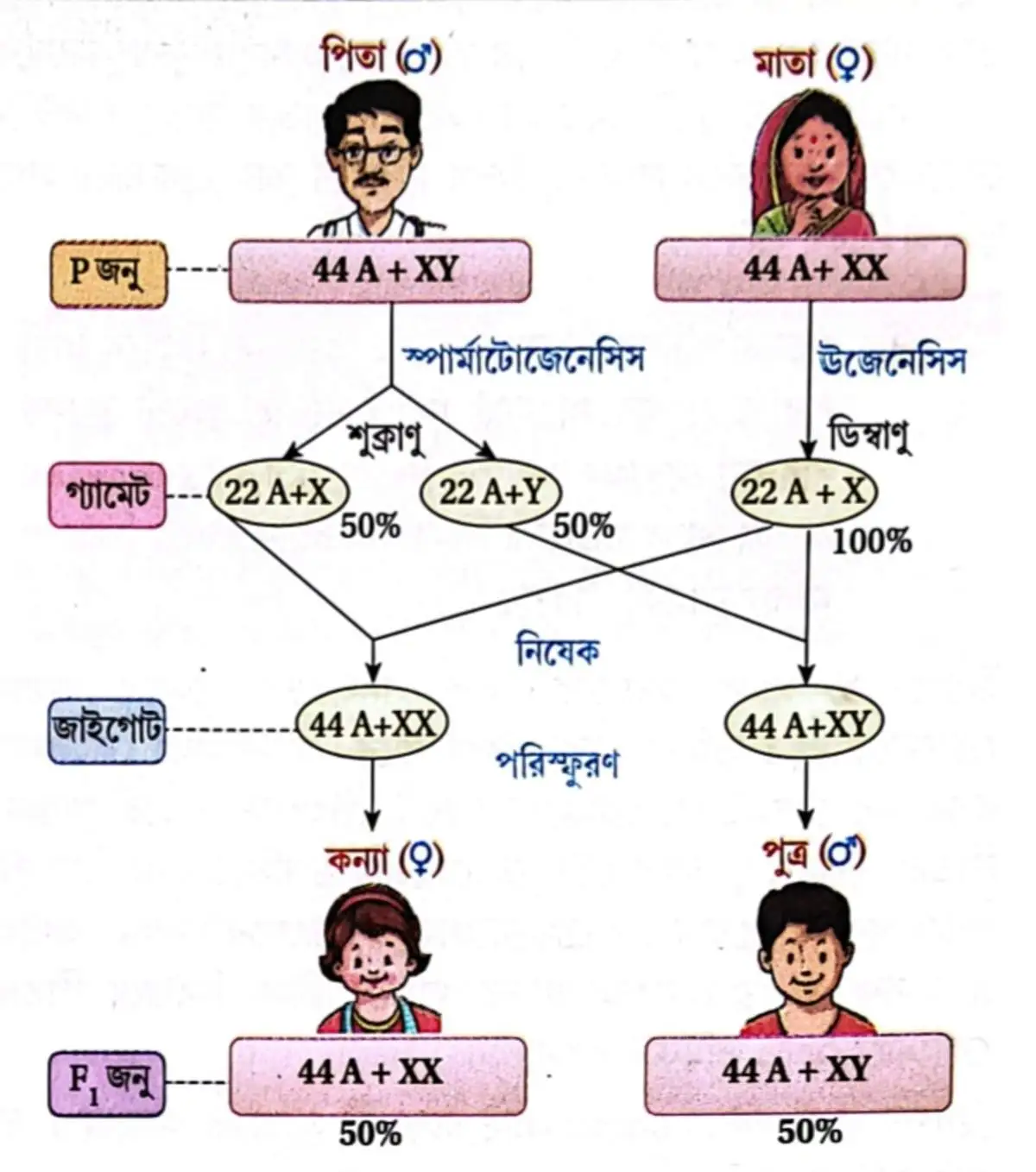 বাবা ও মায়ের মধ্যে অপত্যের লিঙ্গ নির্ধারণে কার গুরুত্ব বেশি তা একটি ক্রশের মাধ্যমে দেখাও।