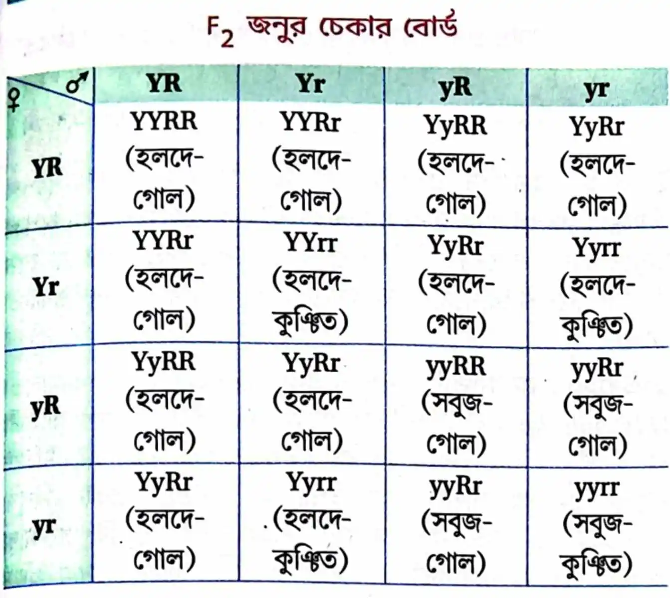 মটর গাছের দ্বিসংকর জননের পরীক্ষা