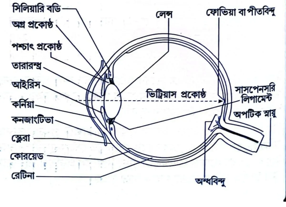 মানুষের চোখের অক্ষিগোলকের লম্বচ্ছেদের একটি পরিচ্ছন্ন চিত্র