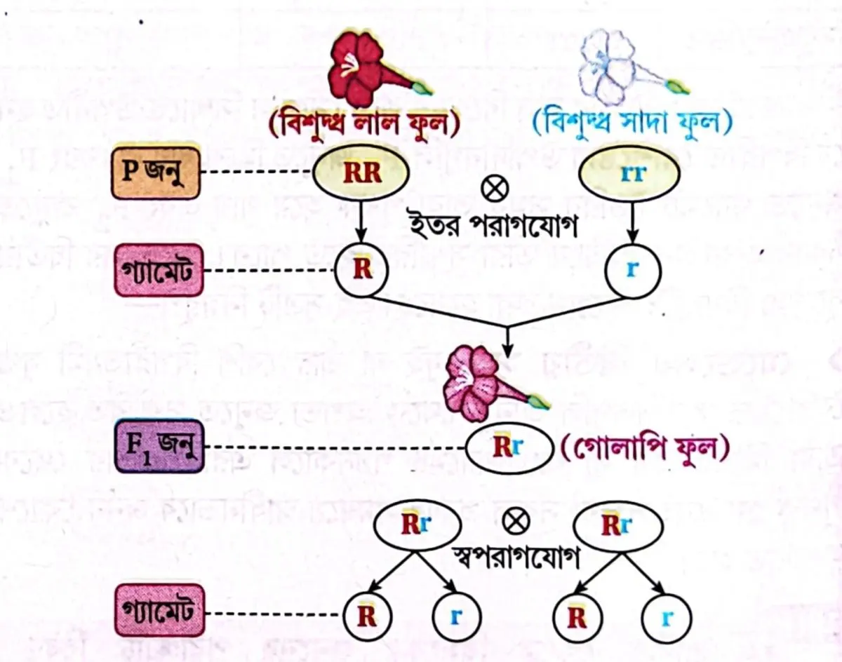 সন্ধ্যামালতী ফুলের ক্ষেত্রে F2 জনুতে মেন্ডেলের বংশগতি সংক্রান্ত প্রথম সূত্রের বিচ্যুতি