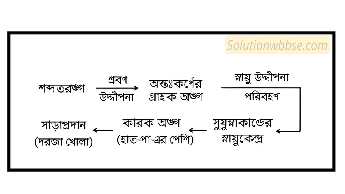 দরজায় ঘন্টা বাজার শব্দ শুনে তুমি যেভাবে দরজা খুলবে, সেই স্নায়বিক পথটি একটি শব্দ ছকের মাধ্যমে দেখাও।