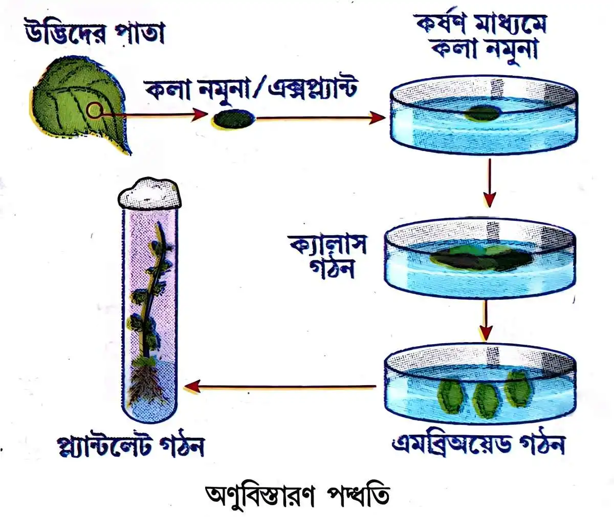 মাধ্যমিক জীবন বিজ্ঞান - জীবনের প্রবহমানতা - জনন - রচনাধর্মী প্রশ্নোত্তর 13 অণুবিস্তারণ পদ্ধতি