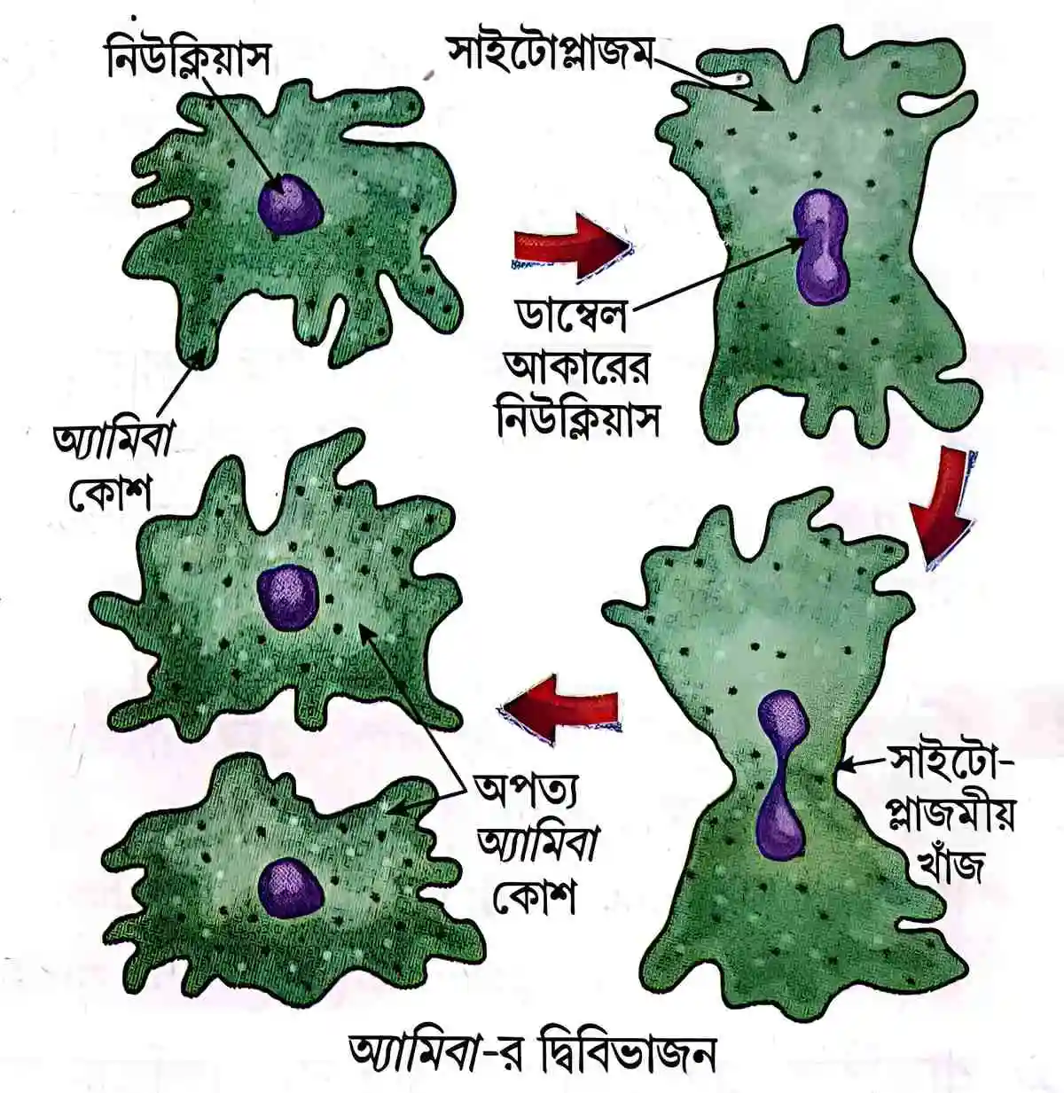 মাধ্যমিক জীবন বিজ্ঞান - জীবনের প্রবহমানতা - জনন - রচনাধর্মী প্রশ্নোত্তর 7 অ্যামিবা-র দ্বিবিভাজন