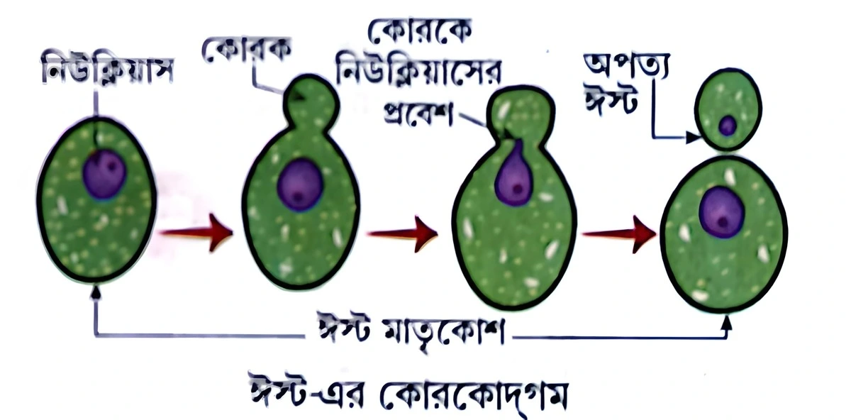 মাধ্যমিক জীবন বিজ্ঞান - জীবনের প্রবহমানতা - জনন - রচনাধর্মী প্রশ্নোত্তর 2 ঈস্ট - এর কোরকোদ্গম