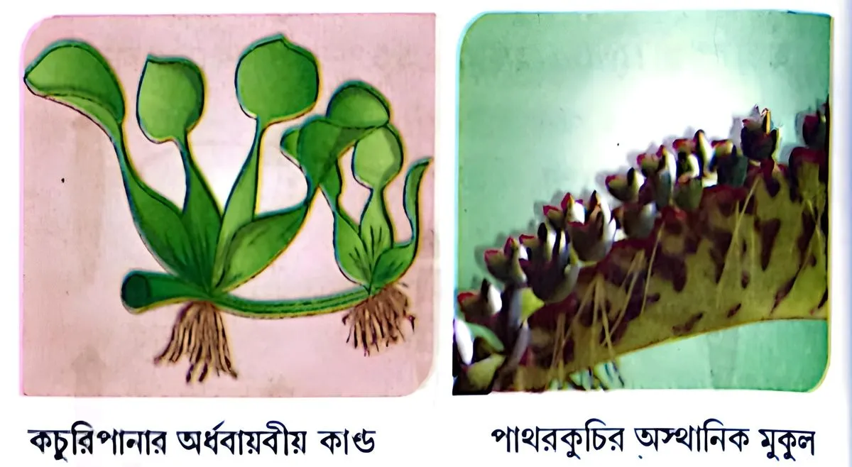 মাধ্যমিক জীবন বিজ্ঞান - জীবনের প্রবহমানতা - জনন - রচনাধর্মী প্রশ্নোত্তর 10 কচুরিপানার অর্ধবায়বীয় কাণ্ড, পাথরকুচির অস্থানিক মুকুল