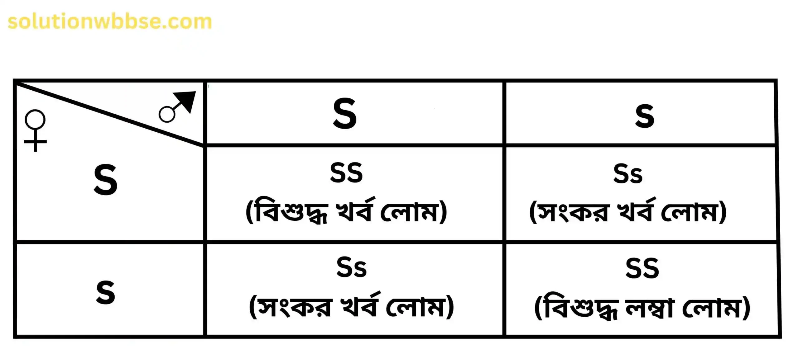 গিনিপিগের F₁ জনুর চেকার বোর্ড