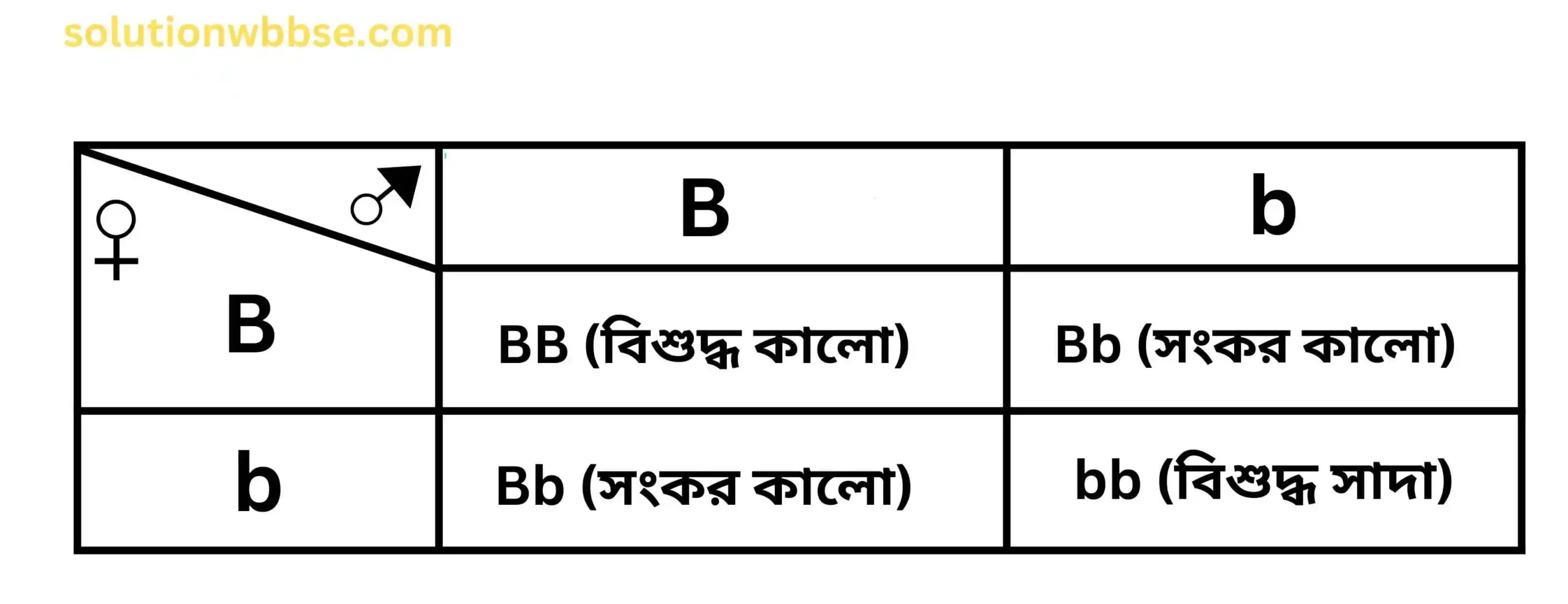 গিনিপিগের F₂ জনুর চেকার বোর্ড