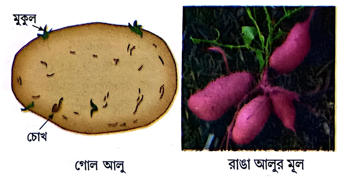 মাধ্যমিক জীবন বিজ্ঞান - জীবনের প্রবহমানতা - জনন - রচনাধর্মী প্রশ্নোত্তর 9 গোল আলু, রাঙা আলুর মূল
