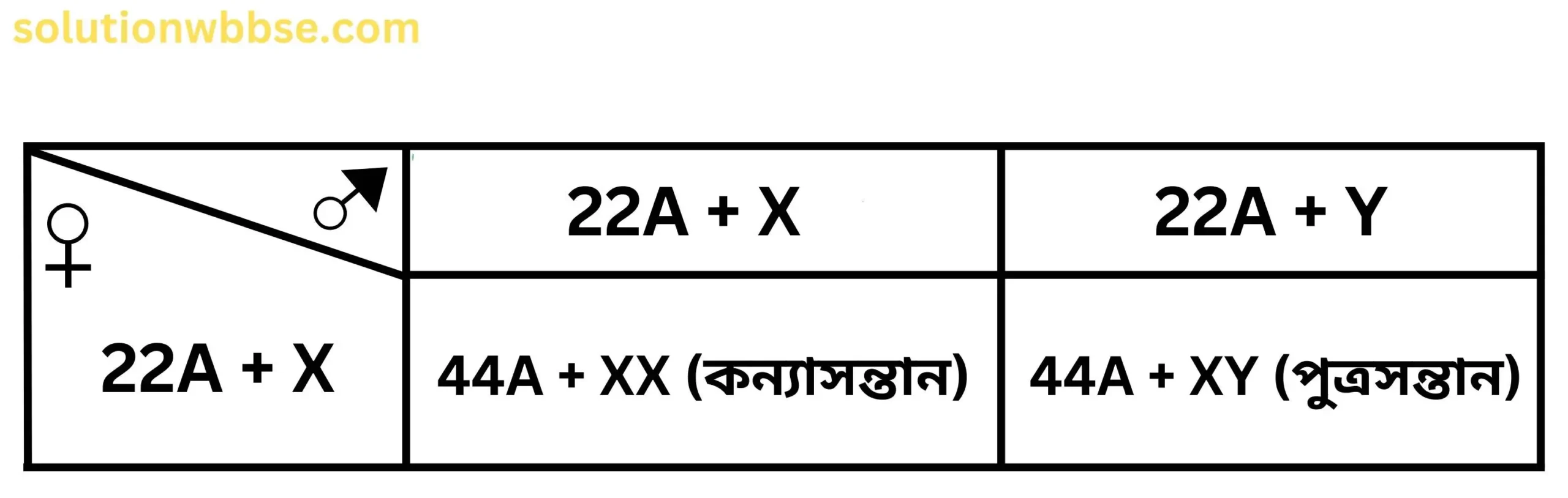 চেকার বোর্ড