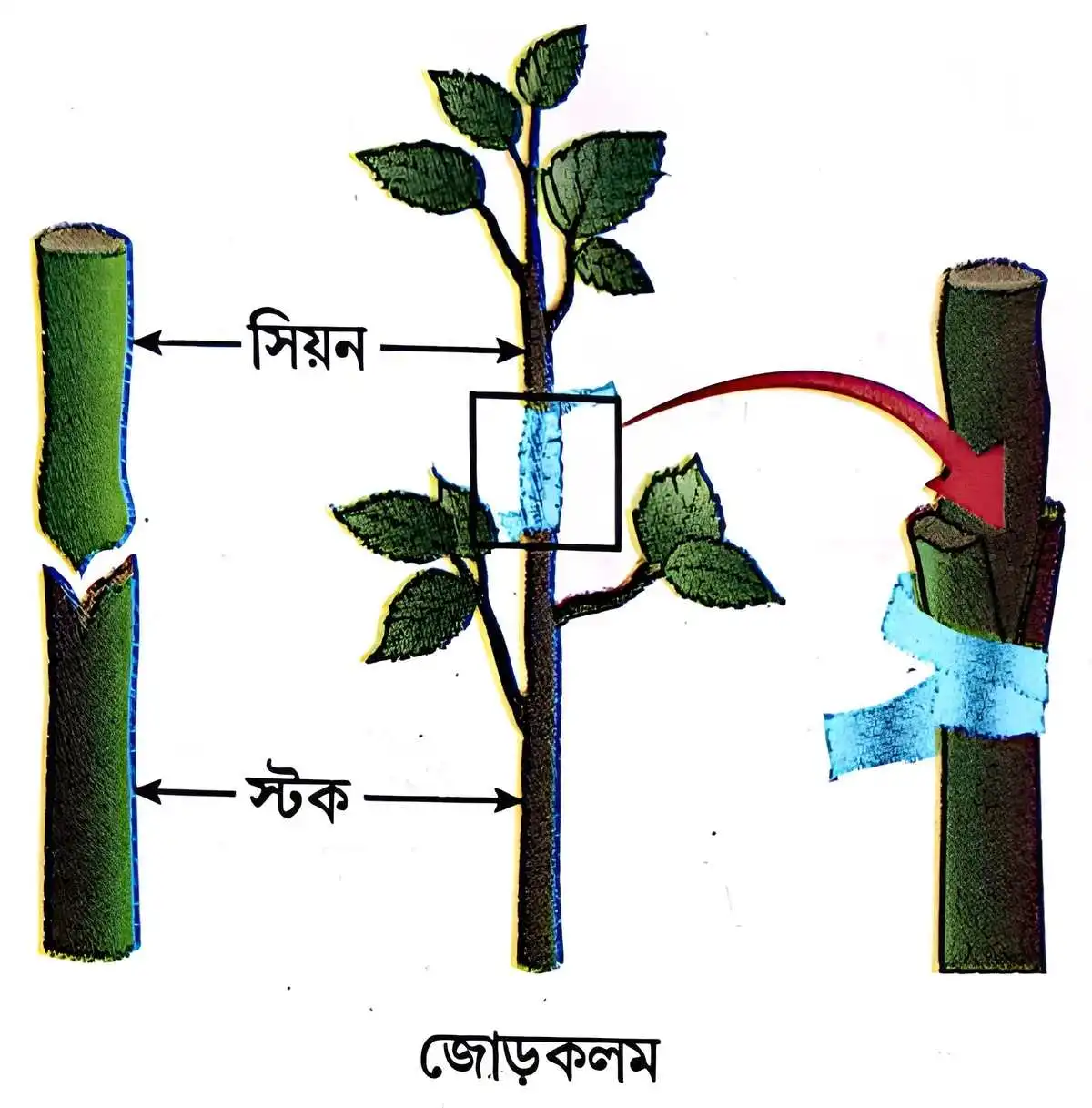 মাধ্যমিক জীবন বিজ্ঞান - জীবনের প্রবহমানতা - জনন - রচনাধর্মী প্রশ্নোত্তর 12 জোড়কলম
