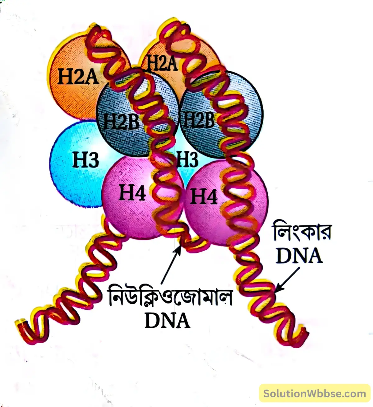 নিউক্লিওজোম -