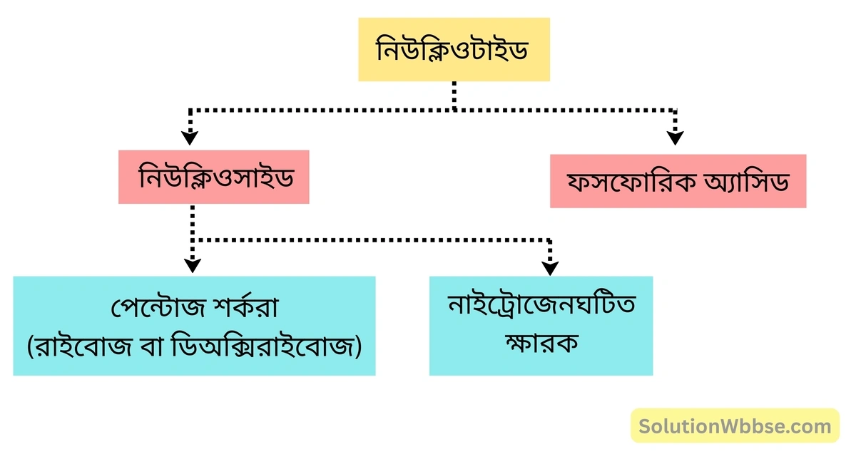 নিউক্লিওটাইড -