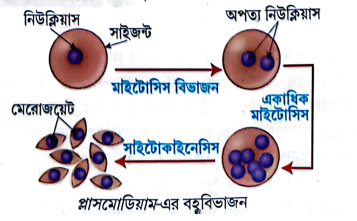 মাধ্যমিক জীবন বিজ্ঞান - জীবনের প্রবহমানতা - জনন - রচনাধর্মী প্রশ্নোত্তর 8 প্লাসমোডিয়াম - এর বহুবিভাজন