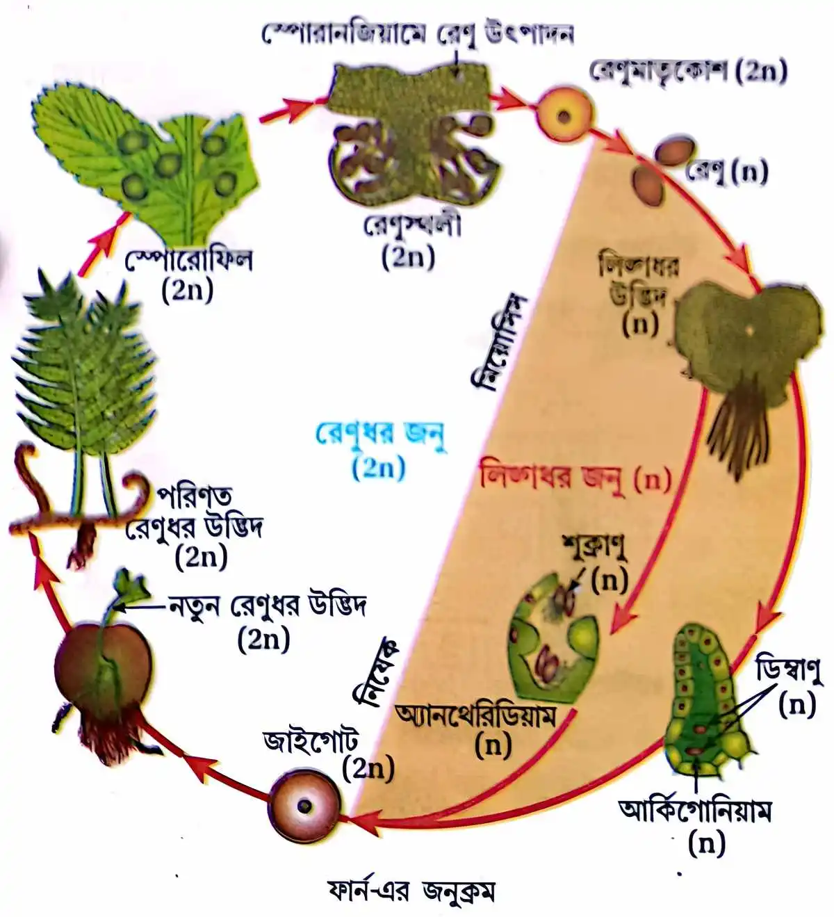 মাধ্যমিক জীবন বিজ্ঞান - জীবনের প্রবহমানতা - জনন - রচনাধর্মী প্রশ্নোত্তর 14 ফার্ন - এর জনুক্রম