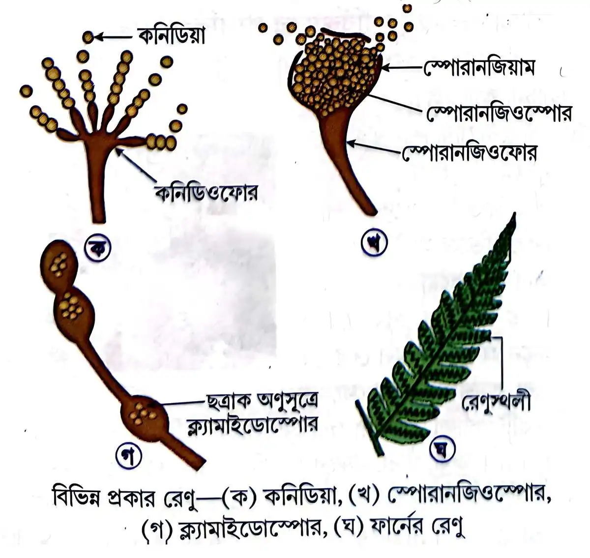 মাধ্যমিক জীবন বিজ্ঞান - জীবনের প্রবহমানতা - জনন - রচনাধর্মী প্রশ্নোত্তর 6 বিভিন্ন প্রকার রেণু - (ক) কনিডিয়া, (খ) স্পোরানজিওস্পোর, (গ) ক্ল্যামাইডোস্পোর, (ঘ) ফার্নের রেণু