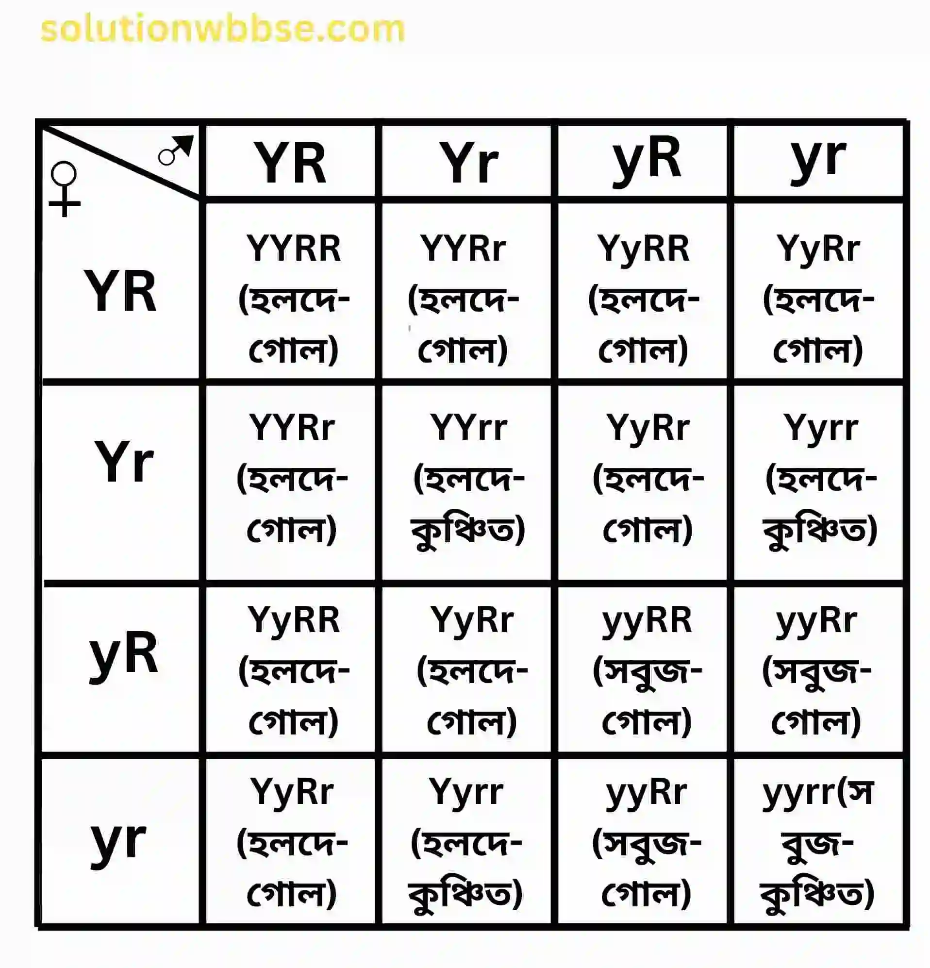 মটরগাছের F₂ জনুর চেকার বোর্ড।