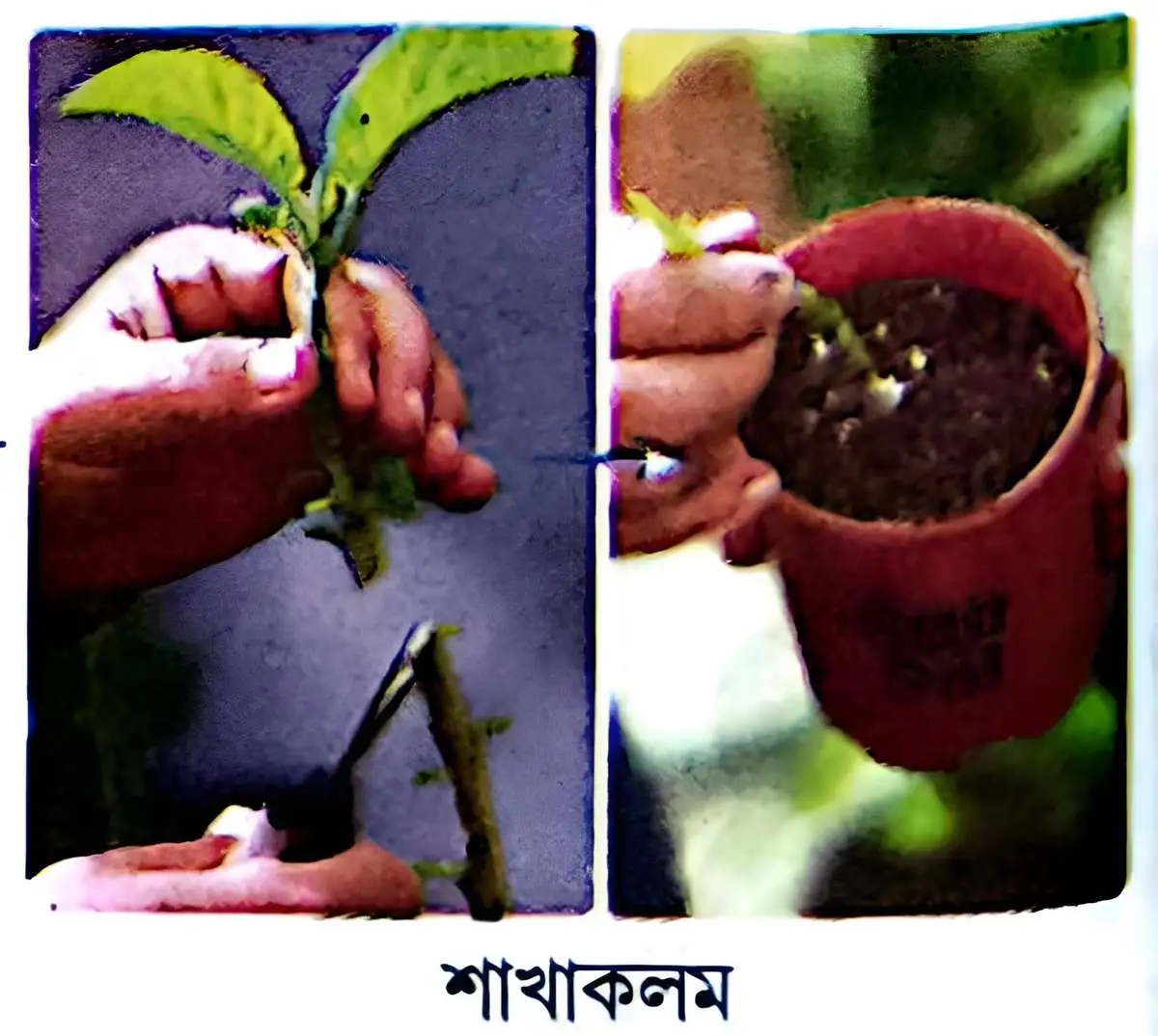 মাধ্যমিক জীবন বিজ্ঞান - জীবনের প্রবহমানতা - জনন - রচনাধর্মী প্রশ্নোত্তর 11 শাখাকলম