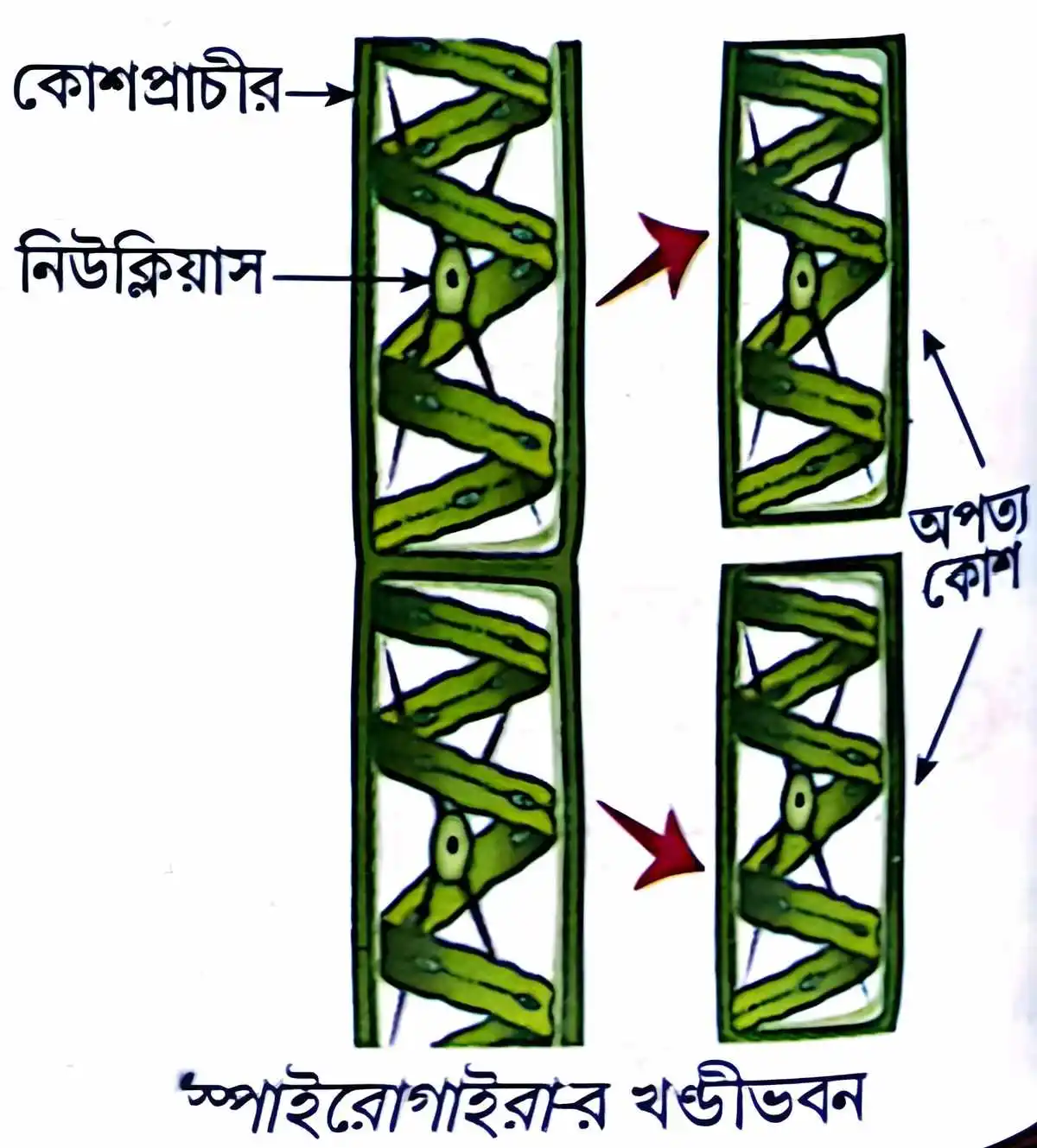 মাধ্যমিক জীবন বিজ্ঞান - জীবনের প্রবহমানতা - জনন - রচনাধর্মী প্রশ্নোত্তর 4 স্পাইরোগাইরার খন্ডীভবন