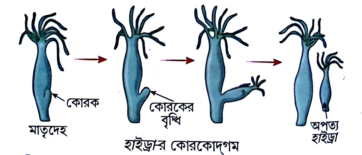 মাধ্যমিক জীবন বিজ্ঞান - জীবনের প্রবহমানতা - জনন - রচনাধর্মী প্রশ্নোত্তর 3 হাইড্রার কোরকোম