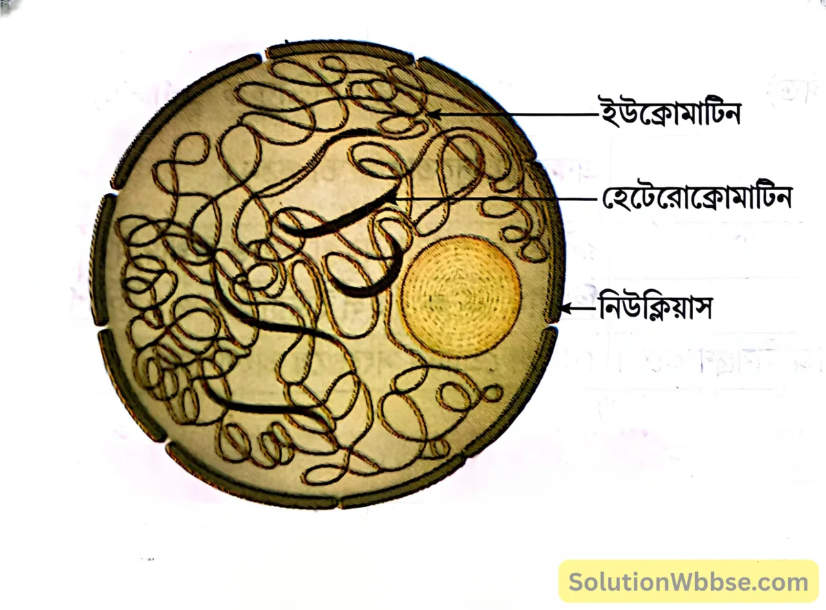 হেটেরোক্রোমাটিন -