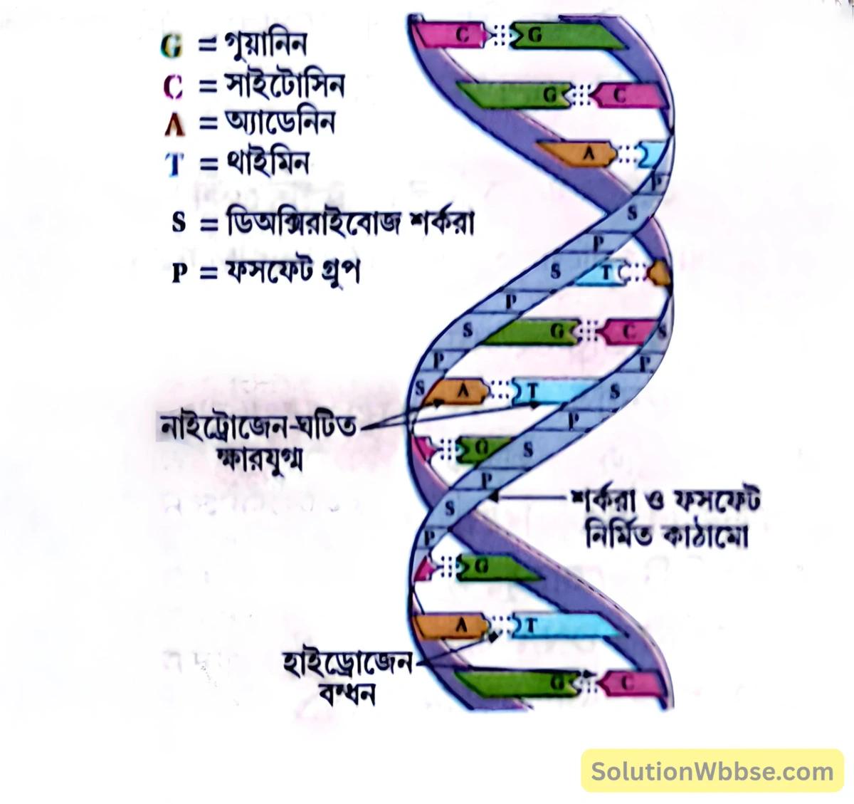 DNA -এর উপাদান -