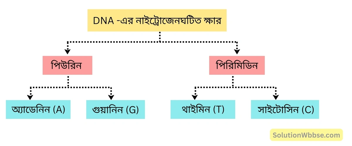 DNA -তে উপস্থিত ক্ষার