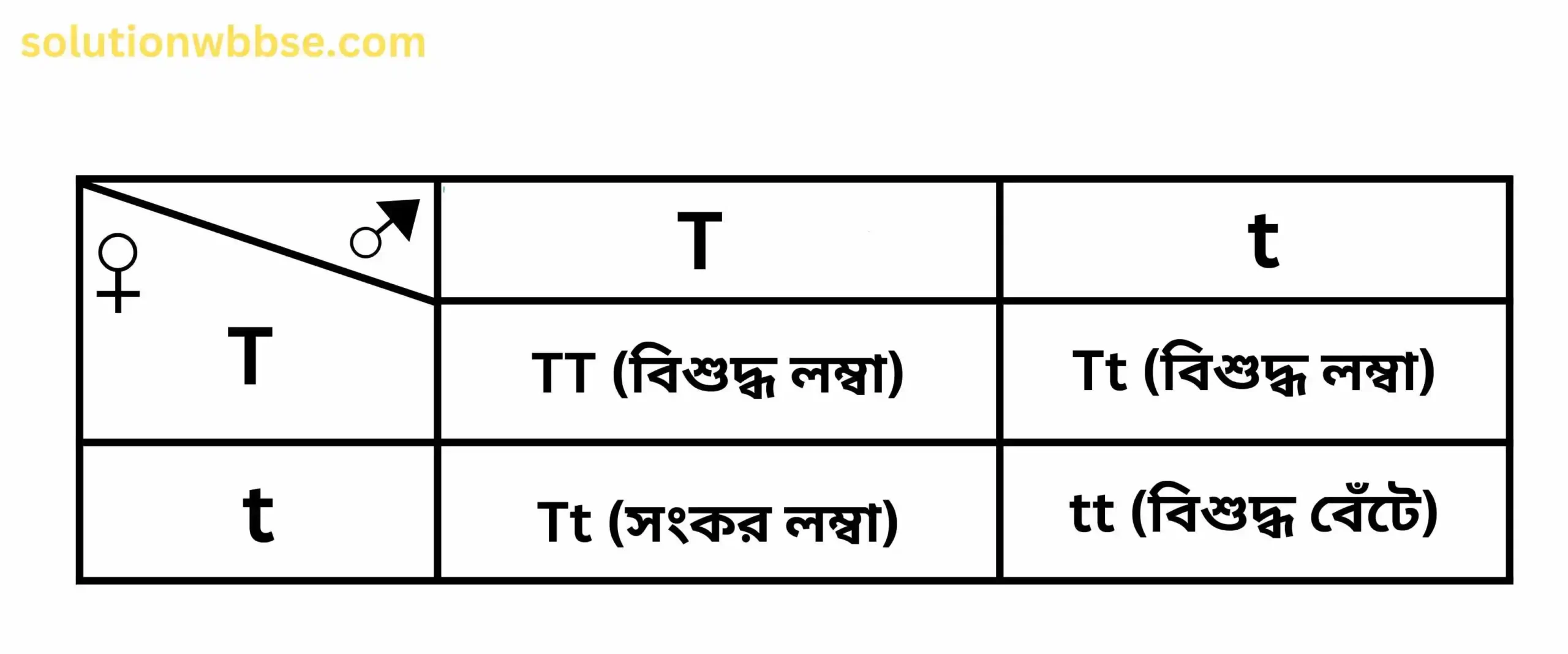 F₂ জনুর চেকার বোর্ড।