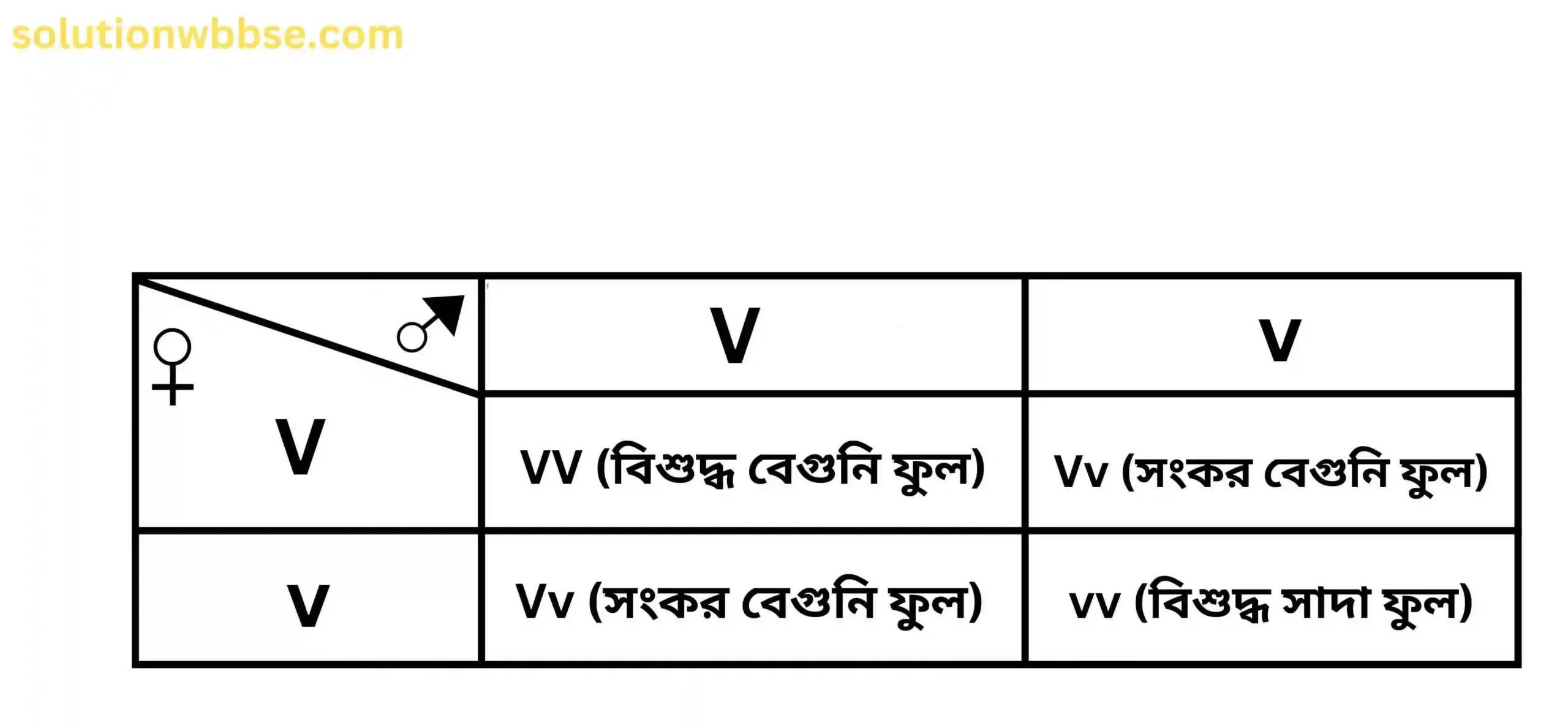 F2 জনুর চেকার বোর্ড