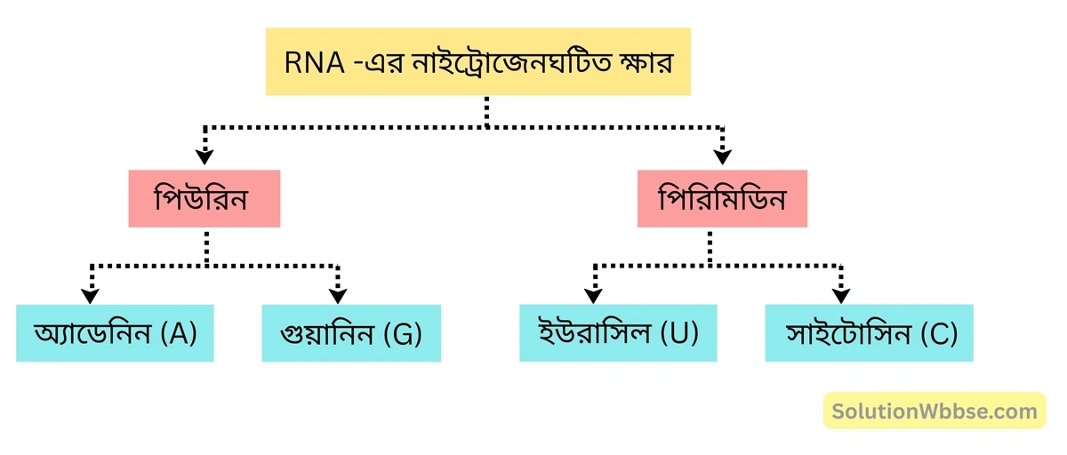 RNA -এর নাইট্রোজেনঘটিত ক্ষার