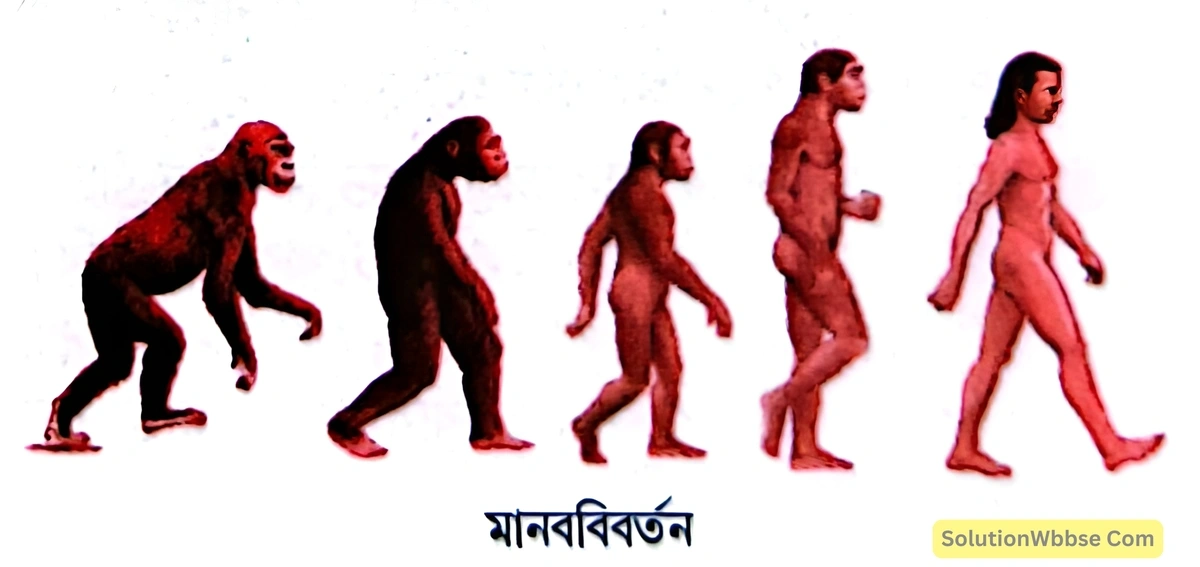 মানবজাতির বিবর্তনের ইতিহাস আলোচনা করো।