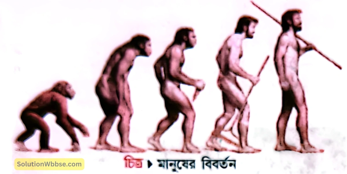 মানুষের বিবর্তন