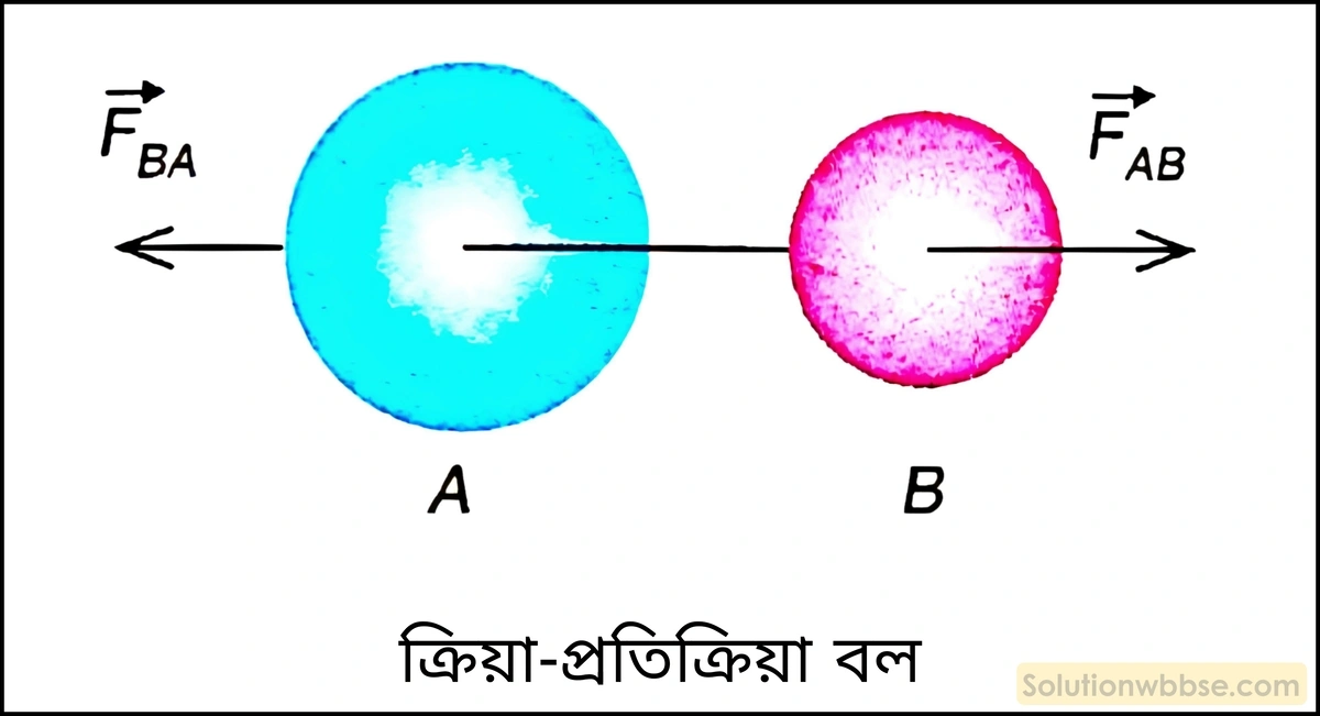 নবম শ্রেণী - ভৌতবিজ্ঞান - বল ও গতি - নিউটনের তৃতীয় গতিসূত্র - প্রশ্ন ও উত্তর 2 নিউটনের তৃতীয় গতিসূত্রটি বিবৃত ও ব্যাখ্যা করো।