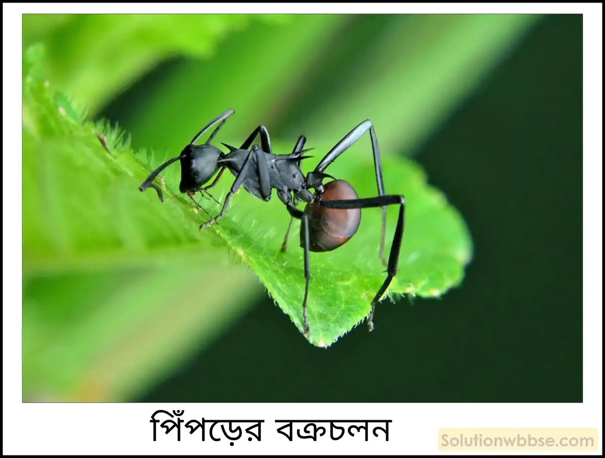 নবম শ্রেণী - ভৌতবিজ্ঞান - বল ও গতি - স্থিতি ও গতি - প্রশ্ন ও উত্তর 5 বক্রচলন