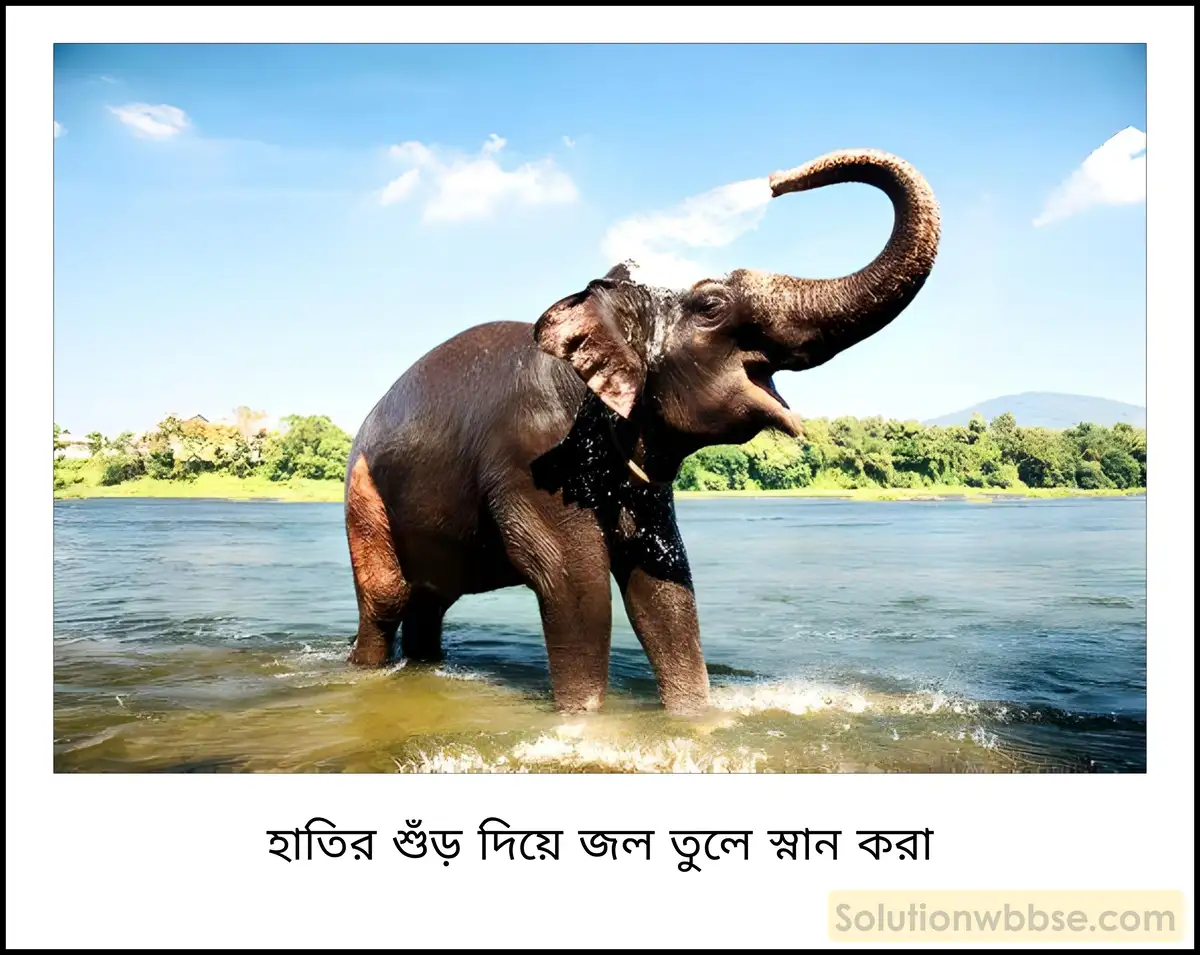 নবম শ্রেণী - ভৌতবিজ্ঞান - পদার্থ : গঠন ও ধর্ম - তরল ও বায়ুর চাপ - প্রশ্ন ও উত্তর 26 হাতি শুঁড় দিয়ে জল তুলে কীভাবে স্নান করে?