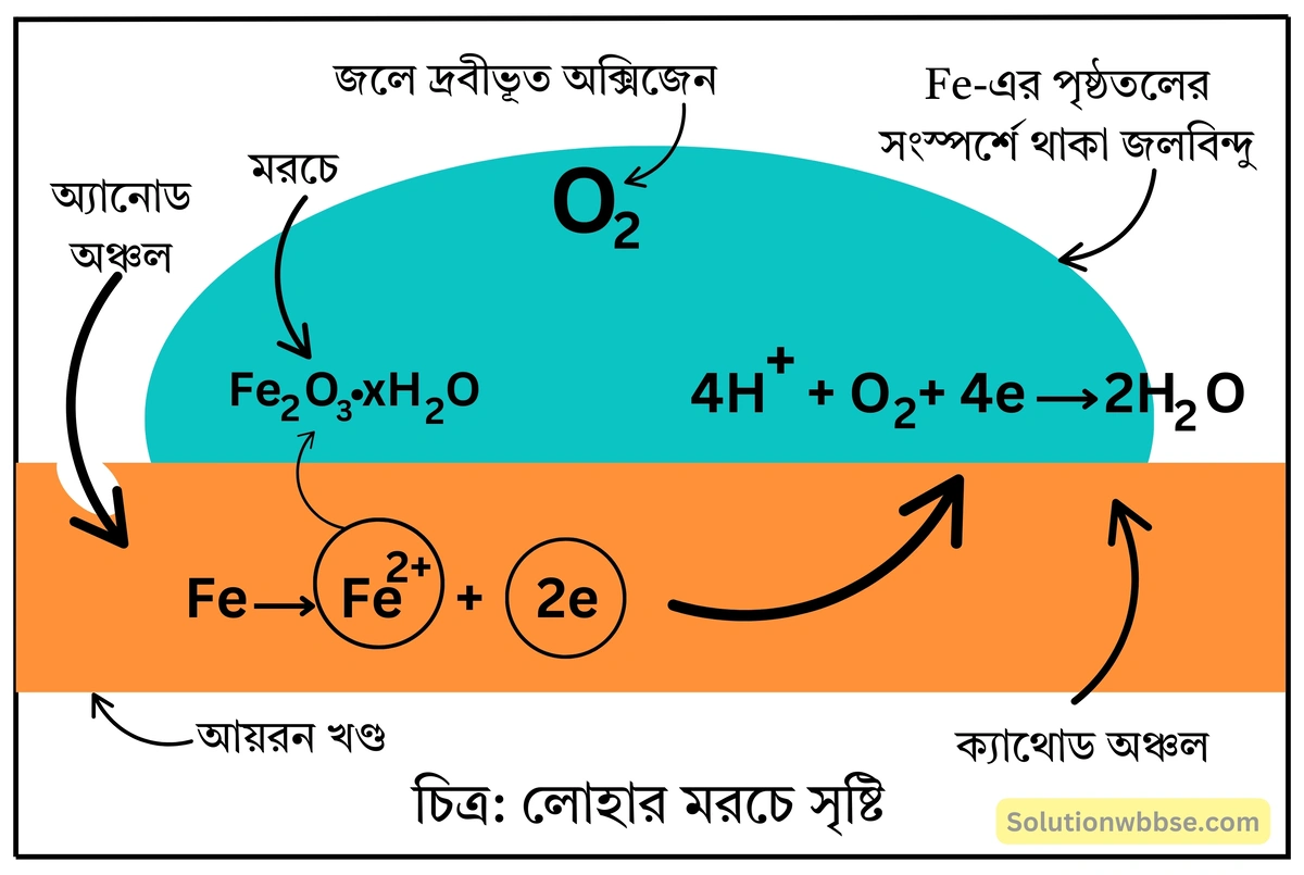 লোহার মরচে পড়ার সময় সংঘটিত জারণ-বিজারণ বিক্রিয়াগুলি ব্যাখ্যা করো।
