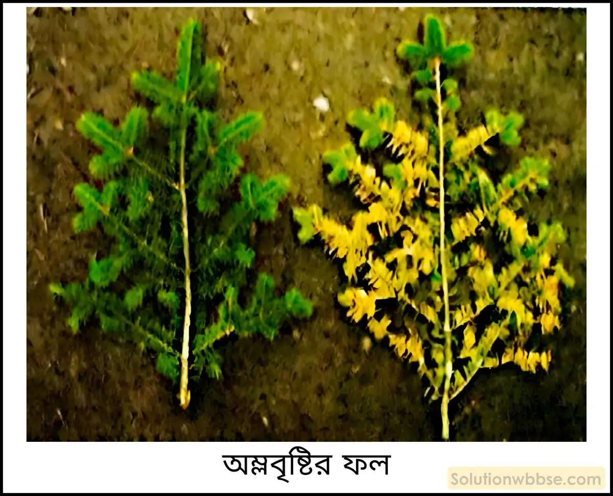 নবম শ্রেণী - ভৌতবিজ্ঞান - পদার্থ : পরমাণুর গঠন ও পদার্থের ভৌত ও রাসায়নিক ধর্মসমূহ - অ্যাসিড, ক্ষার, লবণ - প্রশ্ন ও উত্তর 19 পরিবেশের ওপর অম্লবৃষ্টির প্রভাব সম্বন্ধে আলোচনা করো।