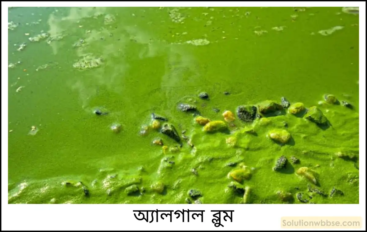 নবম শ্রেণী - ভৌতবিজ্ঞান - পদার্থ : পরমাণুর গঠন ও পদার্থের ভৌত ও রাসায়নিক ধর্মসমূহ - জল - প্রশ্ন ও উত্তর 16 ইউট্রোফিকেশন এবং অ্যালগাল ব্লুম কী?