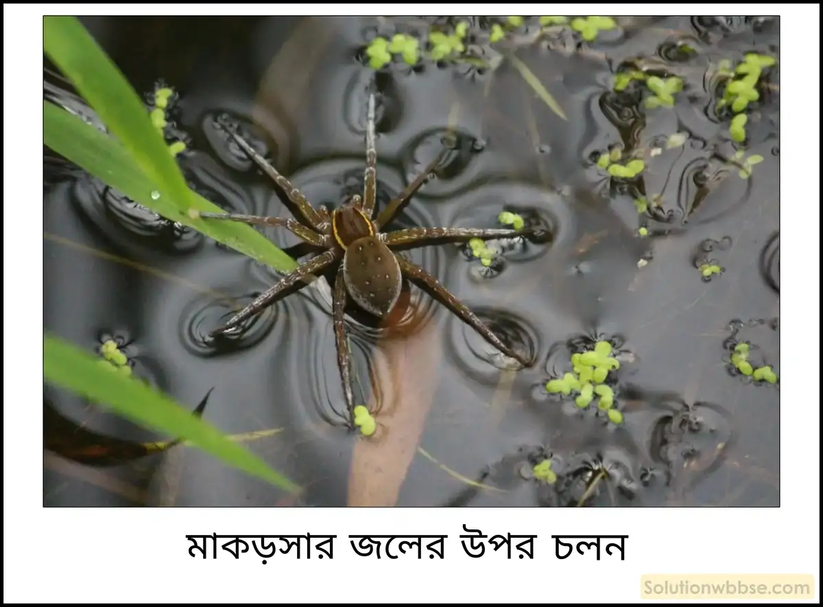 নবম শ্রেণী - ভৌতবিজ্ঞান - পদার্থ : গঠন ও ধর্ম - পৃষ্ঠটান - প্রশ্ন ও উত্তর 2 প্রাত্যহিক অভিজ্ঞতা থেকে দেখাও যে, তরলের উপরিতল সর্বদা সংকুচিত থাকতে চায়।